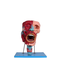 NASAL, ORAL, PHARYNX AND LARYNX CAVITIES